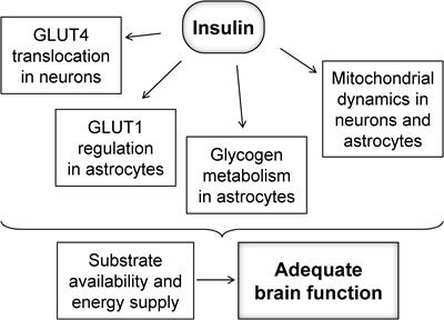 Brain Metabolism Alterations in Type 2 Diabetes: What Did We Learn From Diet-Induced Diabetes Models?